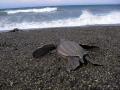 (The 1st Official) Pacific Leatherback Conservation Day October 15th 2013