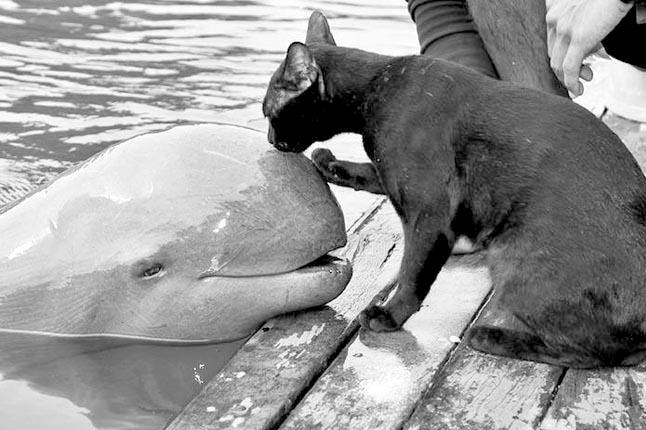 Cat and Dolphin Friends