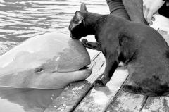 Cat and Dolphin Friends