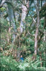 Koa Tree Big Island