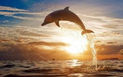 A Dolphin Jumps For Joy at the Change of Day