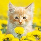 Spring Kitty in Flowers