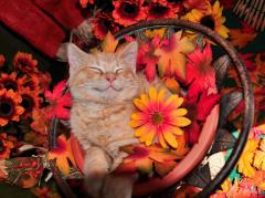 Happy Fall Kitty
