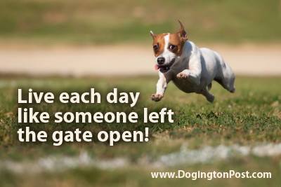 Live each day like someone left the gate open