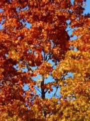 autumn_forest_tree_maple_226314