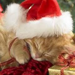 Christmas kitty napping