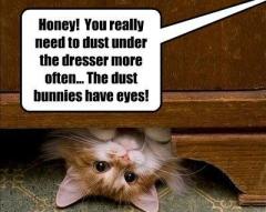 Dust Bunnies have Eyes!