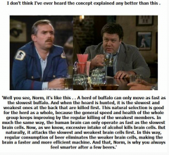Norm explains why you feel smarter after a few beers