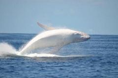Migaloo the only white humpback whale in the world