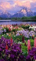 Wildflower Haven Grand Teton National Park Wyoming