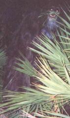 Skunk Ape Picture Taken in Florida 2000