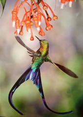 Beautiful Hummingbird Drinking Nectar