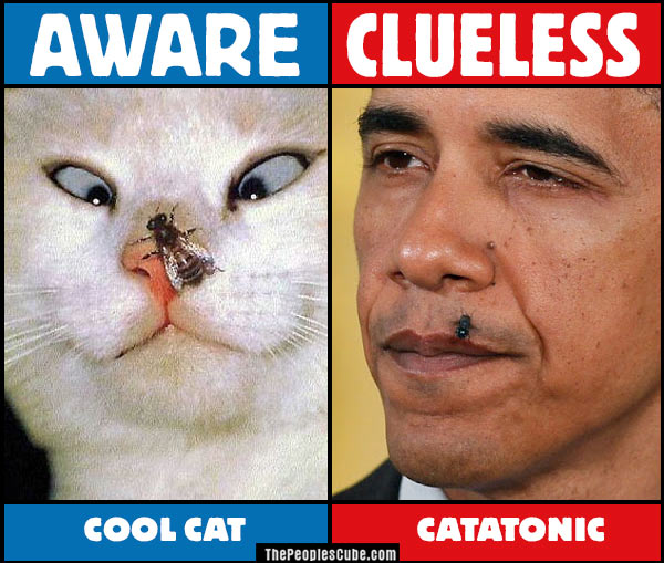 cool cat with fly clueless obama with fly