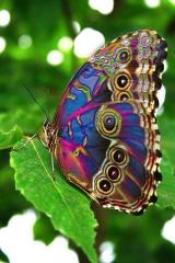 Beautiful Butterfly A Stunning Display of Life