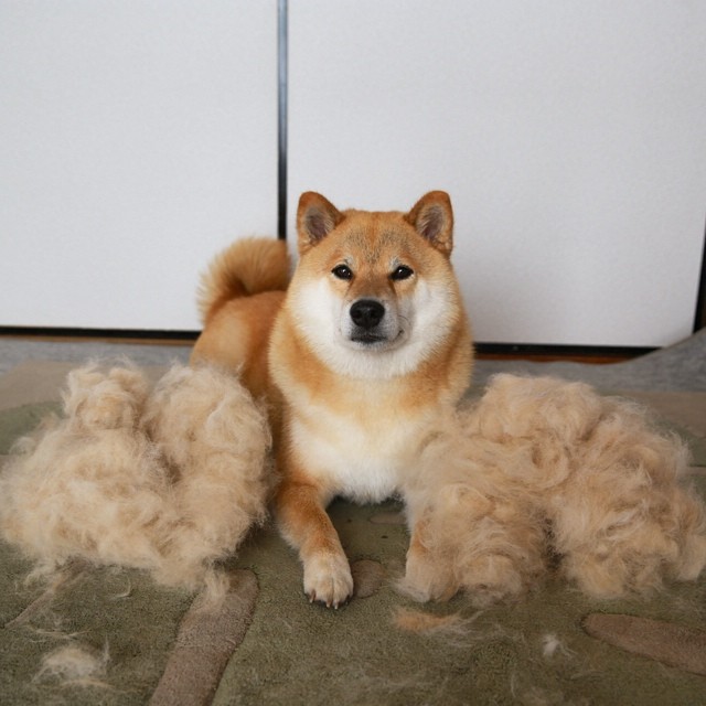 Yes, Shibas Shed