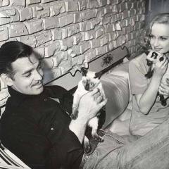 Clark Gable and Carole Lombard with their Siameseses