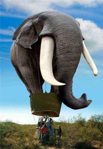 Elephant Hot Air Balloon