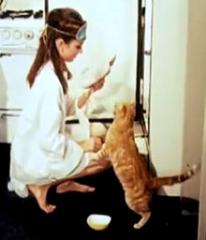 Orangey the cat with Audrey Hepburn