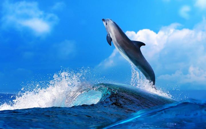 Dolphin Jumping
