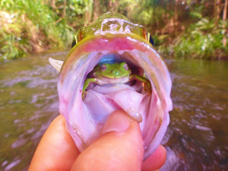 This Lucky Frog Escaped the Fish Mouth - Angus James photograph