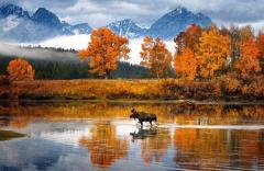 Moose Walks the River in Wyoming