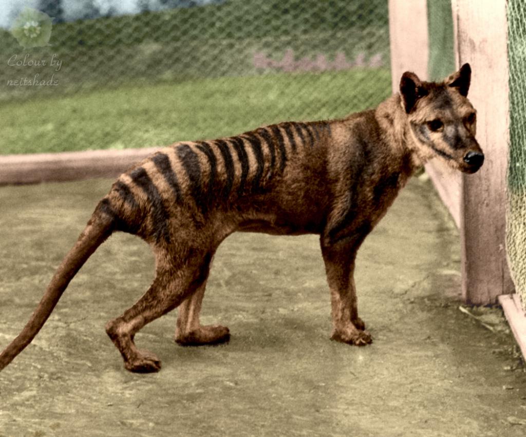 Thylacine--Tasmanian Tiger