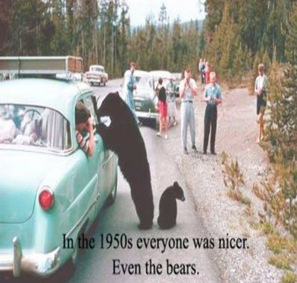In the 1950s everyone was nicer even the bears