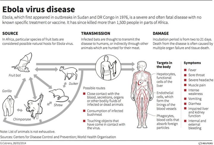 Ebola Virus Disease Graph of Causes and Symptoms