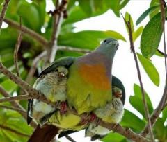 Mother bird