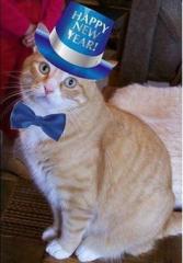 Happy New Year Mr Cat