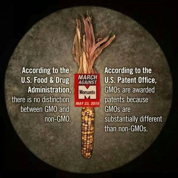 FDA says no difference between GMO and non GMO foods Patent Office says they are substancially different