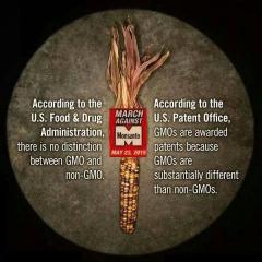 FDA says no difference between GMO and non GMO foods Patent Office says they are substancially different