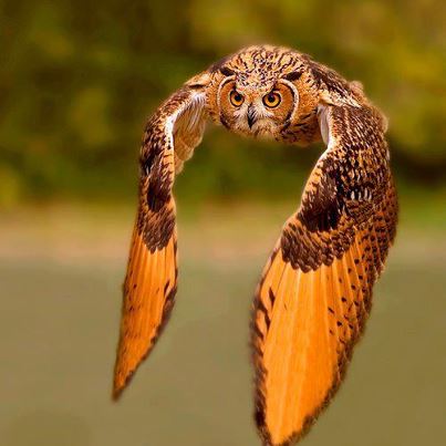 Gorgeous Owl