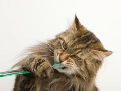 Cat brushing his teeth