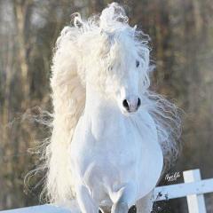 Beautiful White Horse Running