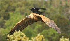 Crow hitching ride on the back of a vulture