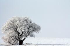 Tree in Alberta Winter
