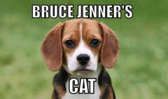 Bruce Jenner&#039;s Cat