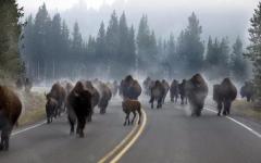 Running of the Buffalo Yellowstone