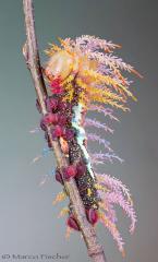 Caterpillar of Saturniidae Moth.