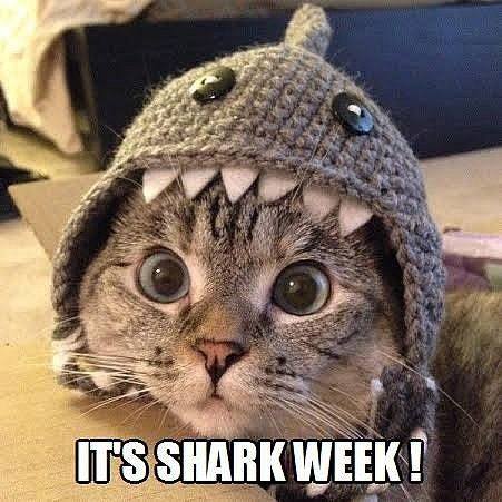 Its shark week kitteh