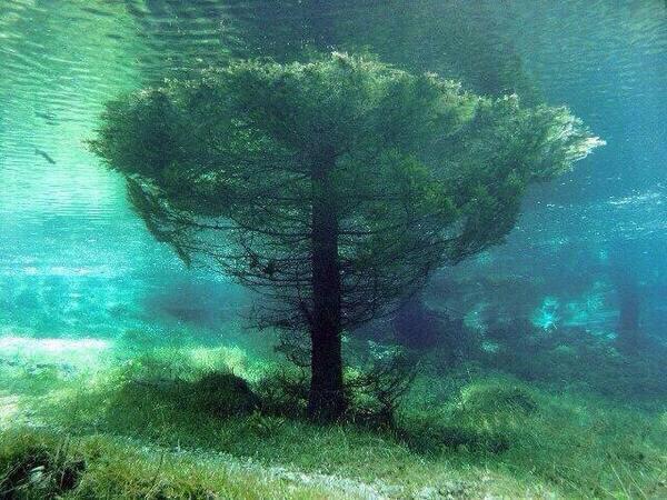 An underwater tree