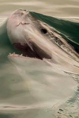 A shark photographed a fraction of a second before it breaks the tension of the water