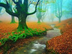 Autumn Blissful Forest