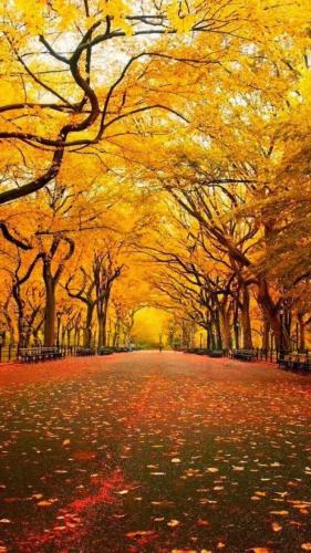 Central Park in the Fall NY NY