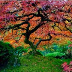 beautiful colorful tree
