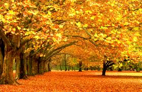 beautiful fall scene
