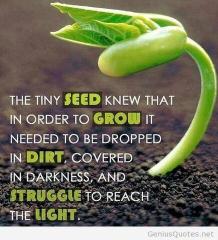 What does it take for a seed to grow