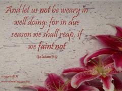 Let us not be weary in well doing for in due season we shall reap if we faint not