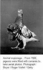 Pigeon Espionage
